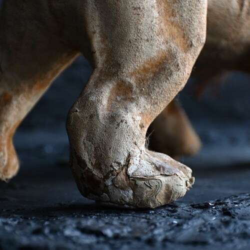 Growling Dog