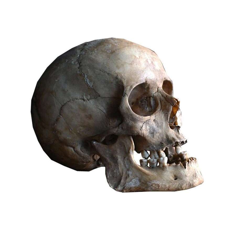 Skull
