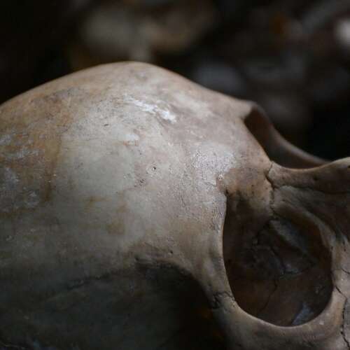 Skull