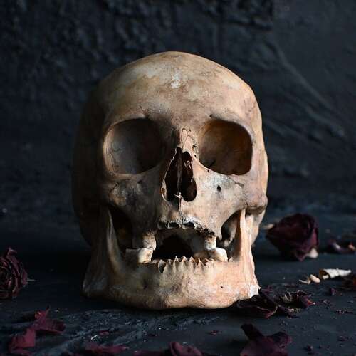 Skull