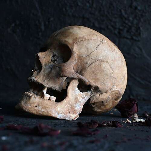 Skull