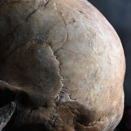 Skull