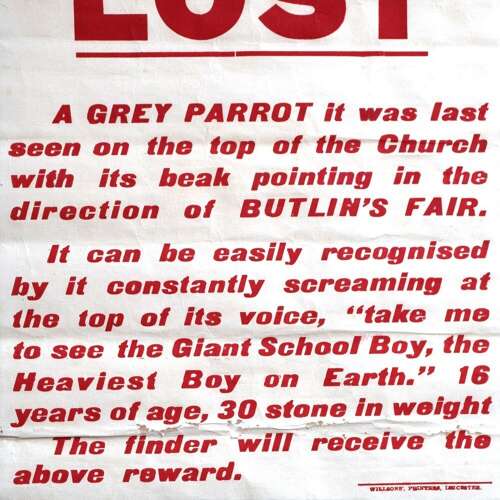 Lost parrot