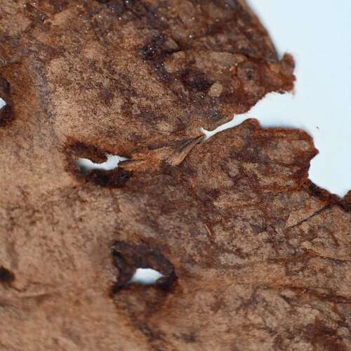 The Walls Have Ears