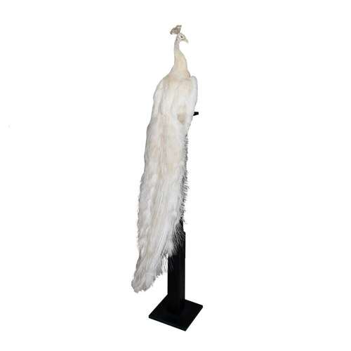 Albino Peacock