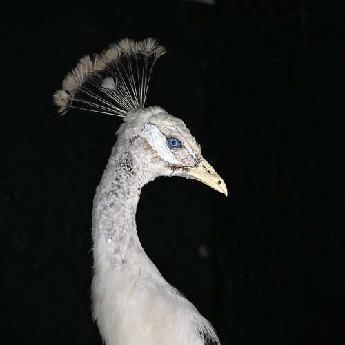 Albino Peacock
