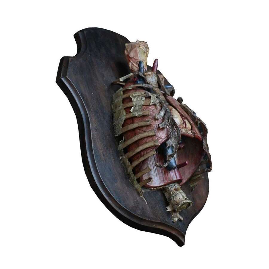 Torso