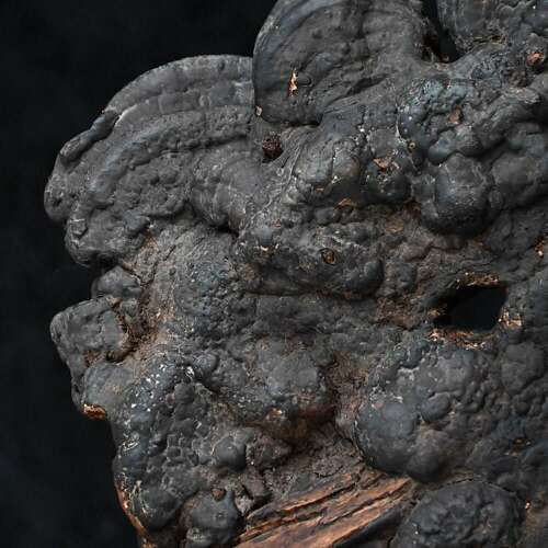 Nepalese Fungus Mask