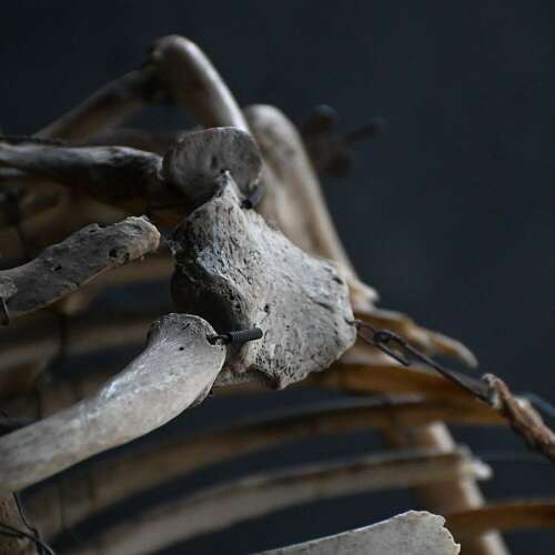 Boney