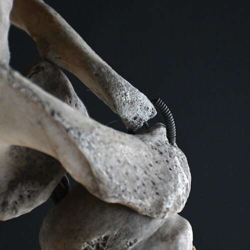 Boney