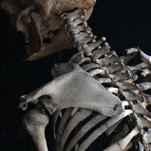 Boney