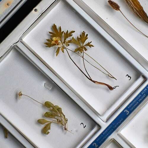 Botanic Samples