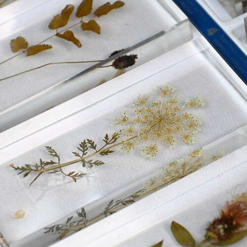 Botanic Samples