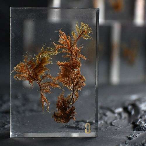 Teaching Aid Water Plants