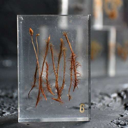 Teaching Aid Water Plants