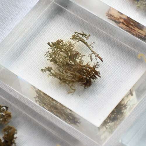 Teaching Aid Water Plants