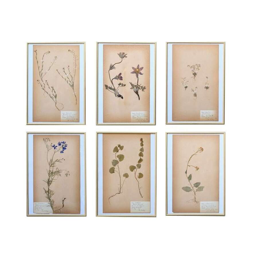 Botanic Samples Circa 1906