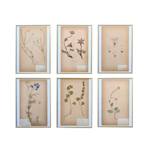Botanic Samples Circa 1906