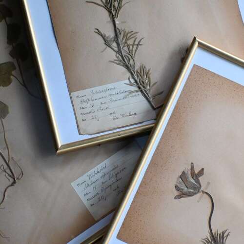 Botanic Samples Circa 1906