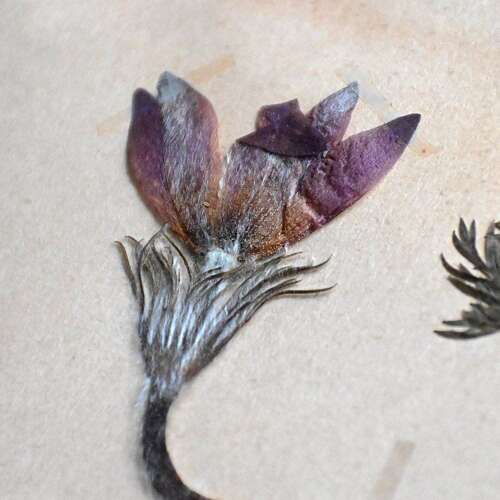 Botanic Samples Circa 1906