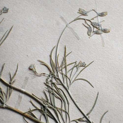 Botanic Samples Circa 1906