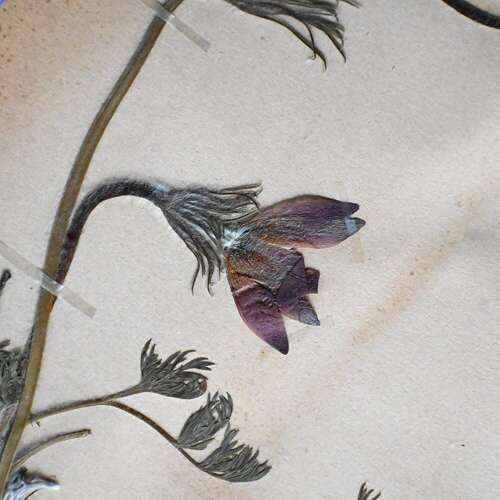 Botanic Samples Circa 1906