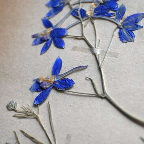 Botanic Samples Circa 1906