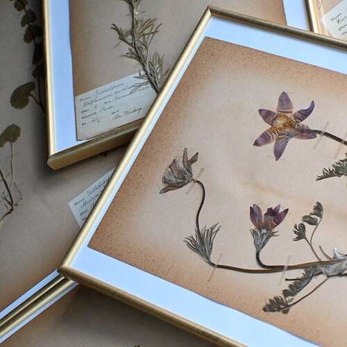 Botanic Samples Circa 1906