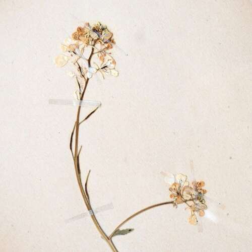 Botanic Samples Circa 1906