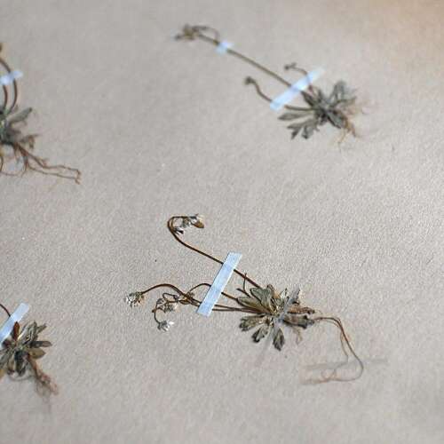 Botanic Samples Circa 1906