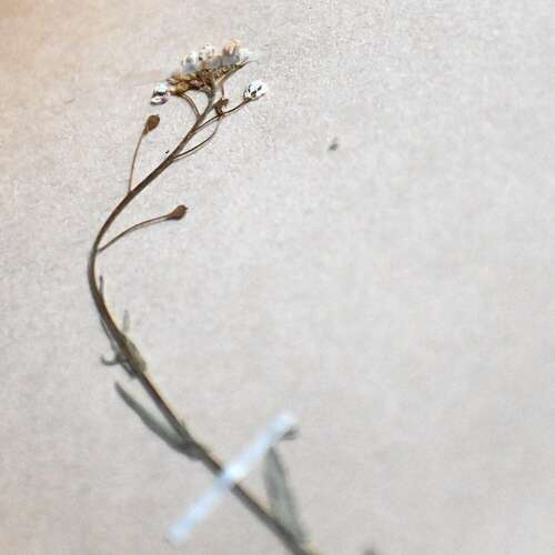 Botanic Samples Circa 1906