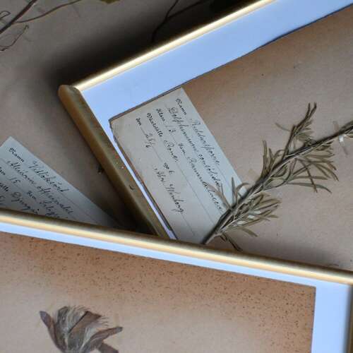 Botanic Samples Circa 1906