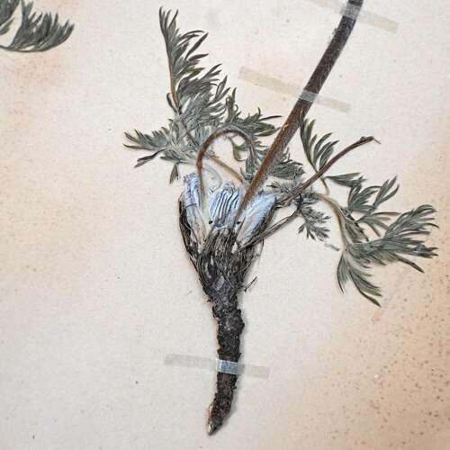 Botanic Samples Circa 1906