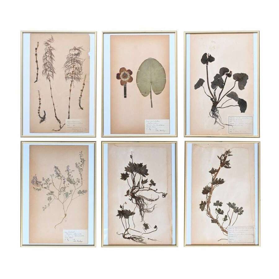 Botanic Flowers #2