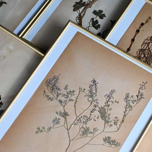 Botanic Flowers #2