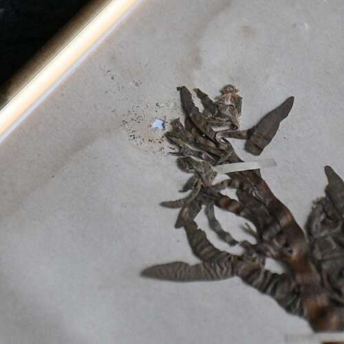 Botanic Flowers #2