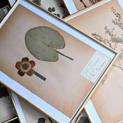 Botanic Flowers #2