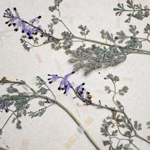 Botanic Flowers #2