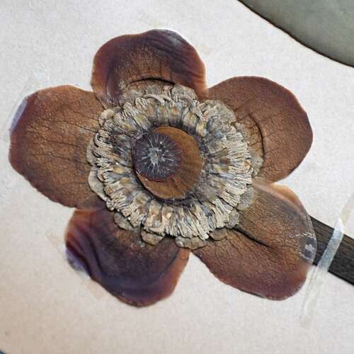 Botanic Flowers #2