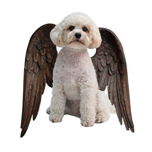 Little Angel