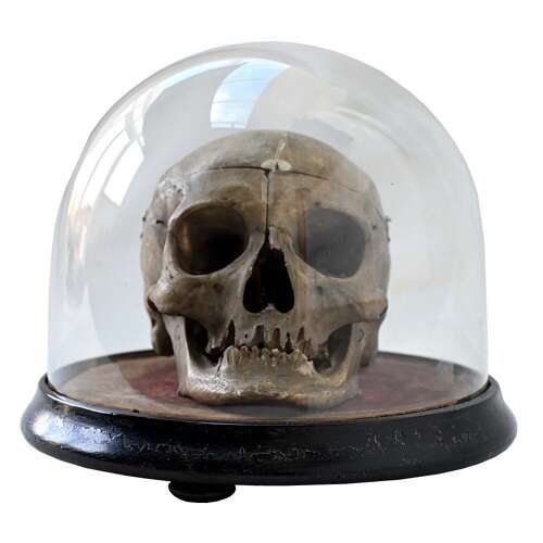 Medical Human Skull 