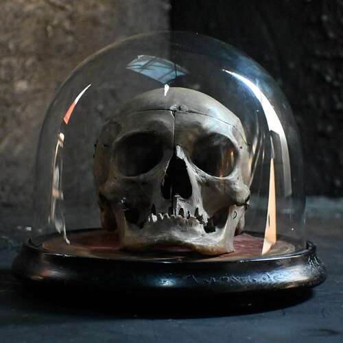 Medical Human Skull