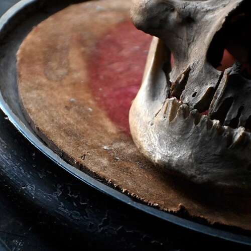 Medical Human Skull
