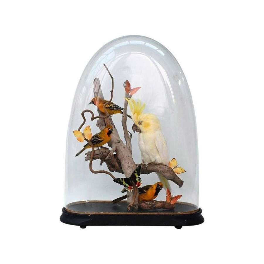 Taxidermy Bird Display