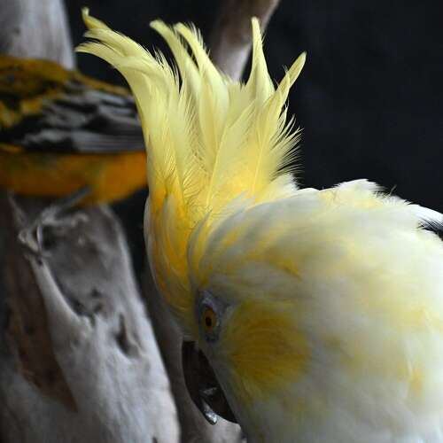 Taxidermy Bird Display
