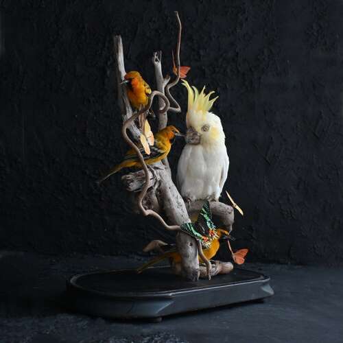 Taxidermy Bird Display