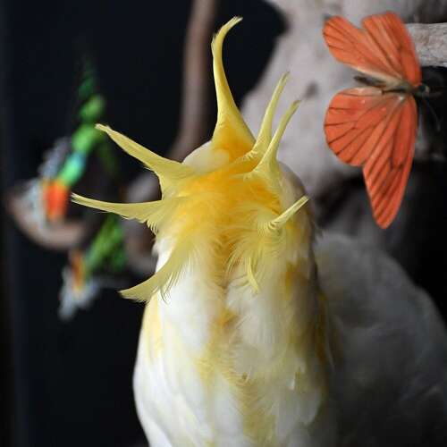 Taxidermy Bird Display