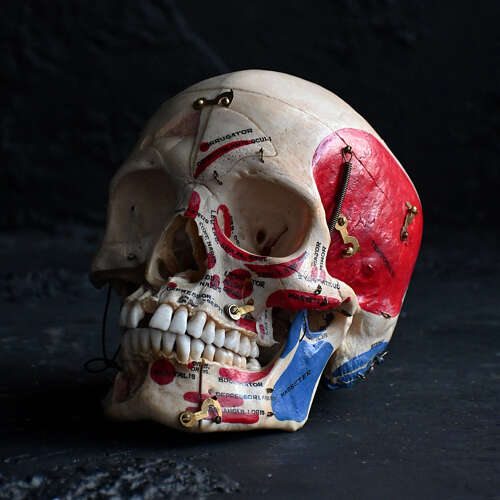 Medical cut skull